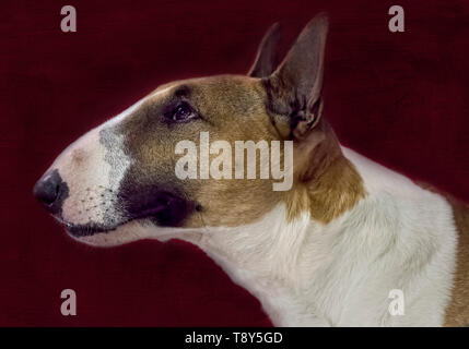 Bull Terrier Profil Kopf geschossen Stockfoto