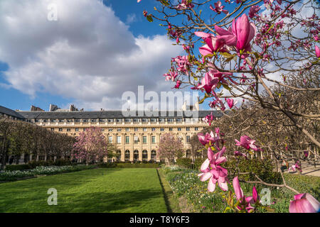 Magnolien im Park Jardin du Palais Royal, Paris, Frankreich | Magnolia im Jardin du Palais Royal, Paris, Frankreich Stockfoto