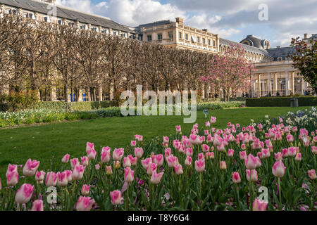 Tulpen im Park Jardin du Palais Royal, Paris, Frankreich | Tulpen im Park Jardin du Palais Royal, Paris, Frankreich Stockfoto