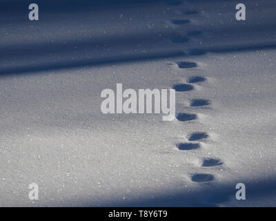 Rehe spuren im frischen Schnee, Schatten durch die kahlen Bäumen geworfen Stockfoto