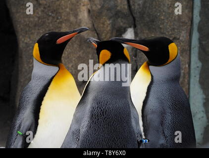 Ein WATSCHELN der Kaiserpinguine im Calgary Zoo Stockfoto