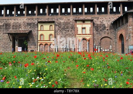 Mailand Sforza Schloss mittelalterlichen Befestigungsanlagen mit internen Garten, Wiese von Poppy, Daisy und viele andere Blumen und alten roten Backsteinmauern. Stockfoto