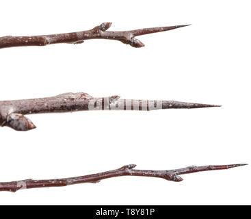 Thorn Pear Tree isoliert auf Weiss. Einstellen Stockfoto