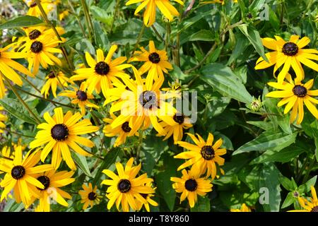Schöne Bush von Black-Eyed Susan oder Rudbeckia hirta gelbe Blumen in den Garten unter direktem Sonnenlicht. Stockfoto