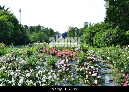 Mailand/Italien - Juni 1, 2015: Panoramablick auf Bogen von Frieden und Büsche von Rosen von Simplon Park, Parco Sempione in Mailand. Stockfoto