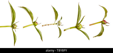 Grüne Triebe von Pfingstrose Blüten. Auf weiß Isoliert Stockfoto