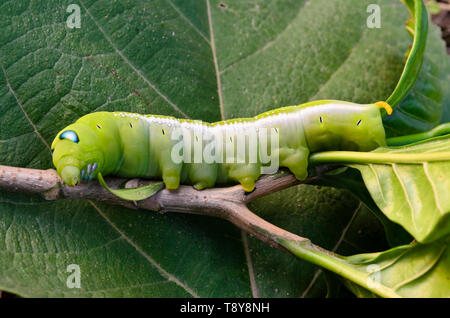 Closeup pf a Blue eyed Oleander Hawk-moth Caterpillar auf einem Zweig Stockfoto