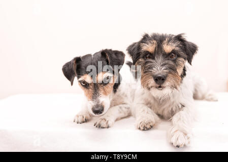 Tow kleinen niedlichen tricolor Hund liegt vor weißem Hintergrund. Jack Russell Terrier dos Rauhhaarige und gebrochene behaartes Stockfoto