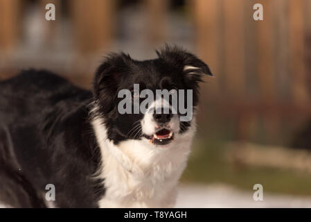 Junge gehorsame Border Collie Hund. Kopf hoch Stockfoto