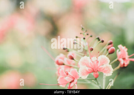 Verschwommen süße Pastelltönen von Blumen in bokeh Textur weich Unschärfe für Hintergrund Stockfoto