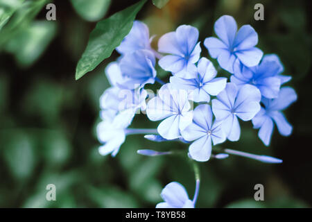 Blaue Hortensie atemberaubende Blume blaue Hortensien kommen in lebendige und eindrucksvolle Farben grün Natur dunkel Unschärfe Hintergrund Stockfoto