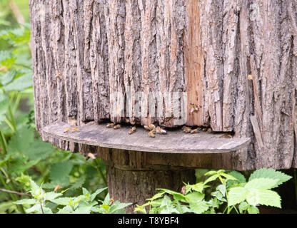 Bienen am Eingang zum Bienenkorb. Die Struktur ist von einem alten Baumstamm. Stockfoto