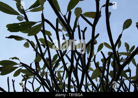 Gemeinsame Frangipani (Plumeria Rubra) Baum im Winter Stockfoto