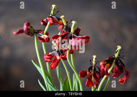 Verblasste Tulpen. Ein Blumenstrauß aus Tulpen verblasst. Stockfoto