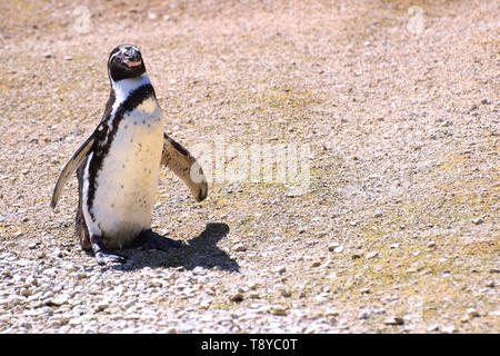 Südamerikanische Pinguin stehend auf Strand Stockfoto