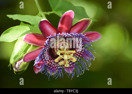 Passionsblume Passiflora Alata Stockfoto