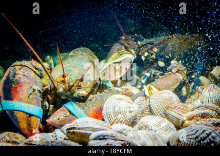 Live Exotische und teure Krebse mit gebunden Krallen an Haufen von Muscheln im Aquarium, Tank an der traditionellen Seafood Restaurant zum Verkauf. Stockfoto