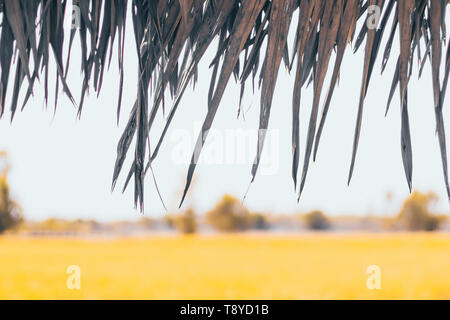 Strohdach. Closeup von Strohdach mit Reisfeldern Hintergrund. Natur lebendiges Konzept Idee. Umwelt, Welt retten. Stockfoto
