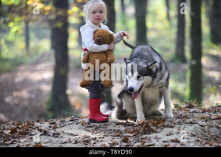 Aktivitäten und aktive Erholung. Kind Spiel mit Husky und Teddybär auf frische Luft im Freien. Kleines Mädchen mit Hund im Herbst Wald. Red Riding Hood mit Wolf Stockfoto