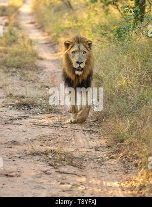 Männliche Löwe im Sabi Sands, Südafrika Stockfoto