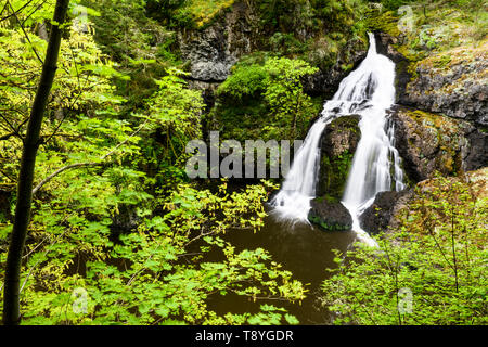 Sitzende Dame fällt in Metchosin in der Nähe von Victoria, British Columbia, Kanada Stockfoto