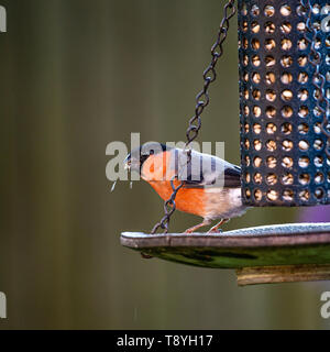 Eine schön gefärbte Erwachsene männliche Dompfaff Fütterung auf Sonnenblumen Herz aus einem Futterhaus in einem Garten in Alsager Cheshire England Vereinigtes Königreich Großbritannien Stockfoto