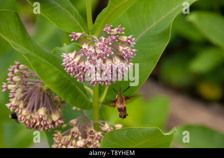 Hummingbird Hawk-moth (Asclepias syriaca) Fütterung auf Common Milkweed Anlage. Bumblebee im Hintergrund auf separaten Blume, in der Nähe von Thunder Bay, Ontario, Kanada Stockfoto