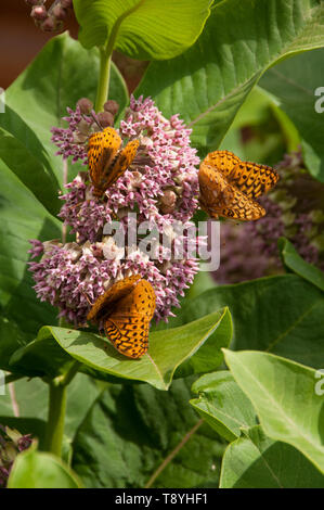 Great spangled fritillary (speyeria Cybele) auf Seidenpflanze (Asclepias syriaca), in der Nähe von Thunder Bay, Ontario, Kanada. Stockfoto