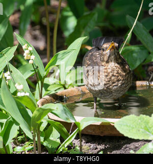 Junge Amsel Abkühlung in Wasser und Trinkwasser in einem Garten in Alsager Cheshire England Vereinigtes Königreich Großbritannien Stockfoto