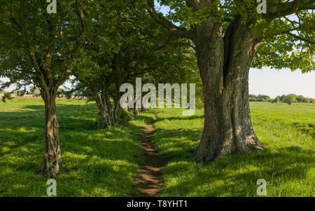 Fußweg durch englische Landschaft umgeben von Bäumen und Wiese in hellen Frühlingstag in Beverley, Yorkshire, UK flankiert. Stockfoto