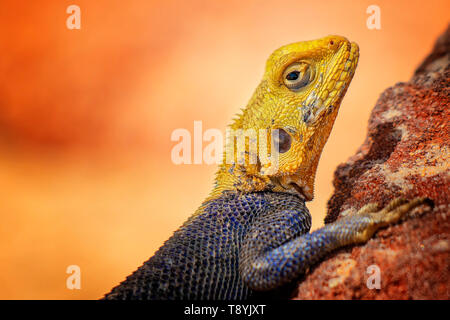 Nahaufnahme Foto von gelb und blau gefärbten Eidechse, rock Agama. Es ist für die Tierwelt Foto des Tieres in Senegal, Afrika. Agama posiert auf Rock gegen verwackelte Stockfoto