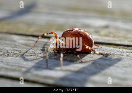 Araneus alsine, rotes Kreuz spider schließen bis auf Holz-, Makro-, Tier- und Pflanzenwelt Stockfoto