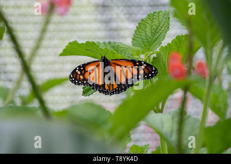 Monarch butterfly ruht auf einer Anlage Stockfoto