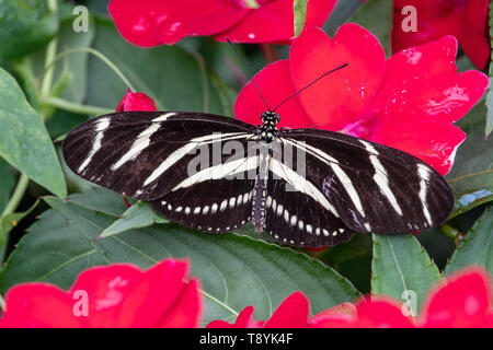 Schwarz Longwing Schmetterling ruht auf einer Anlage Stockfoto
