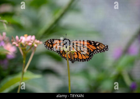 Monarch butterfly ruht auf einer Anlage Stockfoto