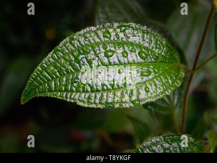 Schönes, großes grünes Blatt mit Wassertropfen auf. Stockfoto