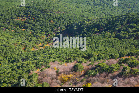 Natürliche foto Hintergrund mit grünem Wald auf Berge an einem sonnigen Tag auf der Krim Stockfoto