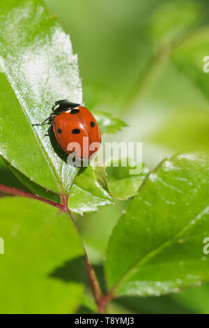 Makro von ladybird auf der grünen Rose Pflanze Blatt an einem sonnigen Tag, mit Kopie Raum Stockfoto