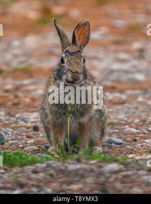 Östlichen Cottontail Rabbit (Sylvilagus floridanus) hinter einem gemeinsamen Löwenzahn (Taraxacum officinale) auf einem Kies Zufahrt im Frühjahr in Michigan, USA Stockfoto