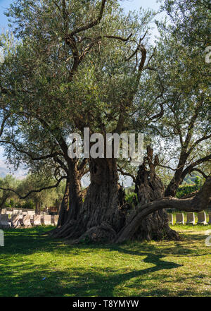 Stara maslina, alter Olivenbaum, Bar, in der Nhe von Ulcinji, Montenegro  Stockfotografie - Alamy