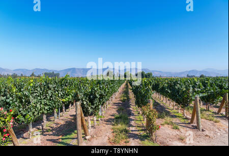 Reben wachsen auf dem Weingut Undurraga (Viña Undurraga), Talagante, Maipo Valley, Región Metropolitana, Chile, Südamerika Stockfoto