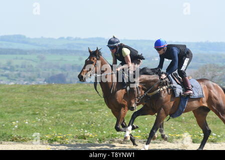 Rennpferde auf Middleham Low Moor galoppiert Stockfoto