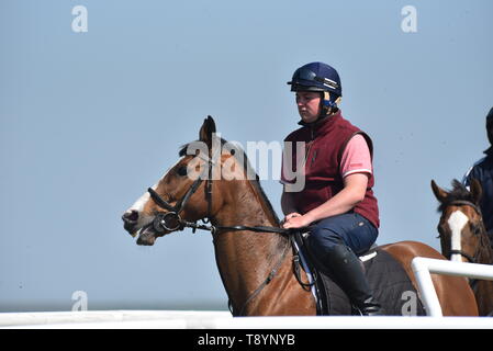 Rennpferde auf Middleham Low Moor galoppiert Stockfoto