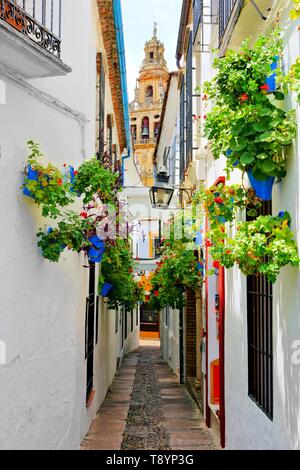 Berühmte Blume gefüllt Gasse in der Altstadt von Cordoba, Spanien mit Turm der Kathedrale Stockfoto