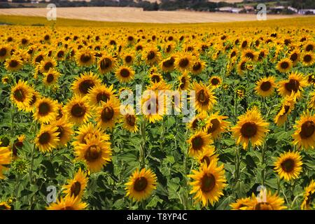In der Nähe von Feld mit leuchtenden unzähligen Sonnenblumen - Andalusien, Spanien Stockfoto