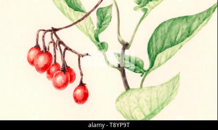 Bittersweet (Solanum dulcamara) Zweig mit Früchten. Aquarell auf Karton gelblich. Stockfoto