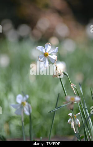 Der Fasan - Auge {Narcissus poeticus}{der Dichter Narzisse} Stockfoto