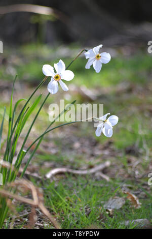 Der Fasan - Auge {Narcissus poeticus}{der Dichter Narzisse} Stockfoto