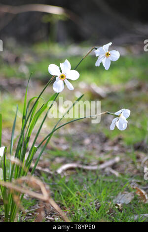 Der Fasan - Auge {Narcissus poeticus}{der Dichter Narzisse} Stockfoto