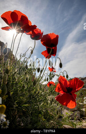 Frühling Feld der blühenden Klatschmohn Stockfoto